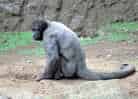 動物図鑑・コモンウーリーモンキー 8